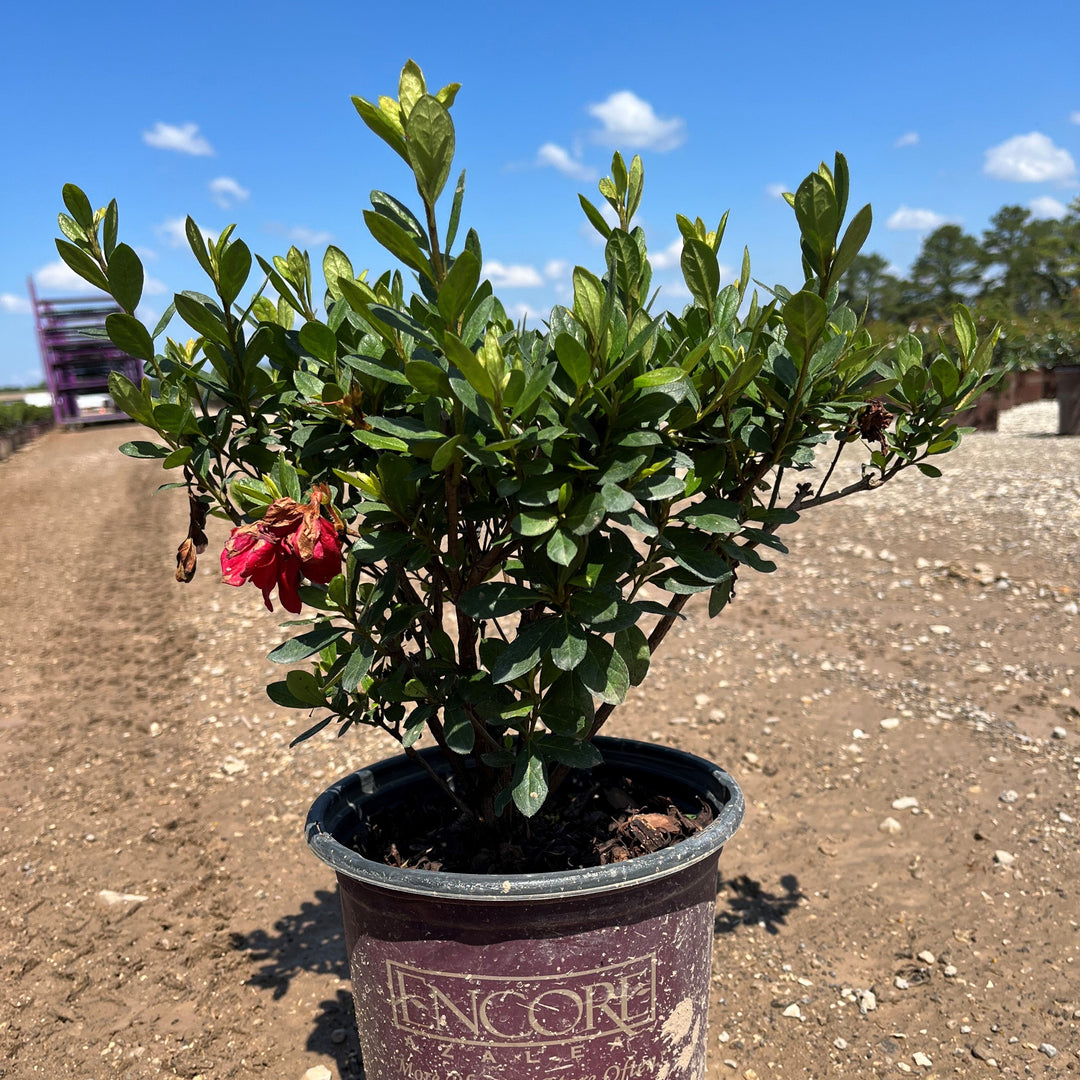 Rhododendron ‘Robleza’ ~ Encore® Autumn Bonfire™ Azalea