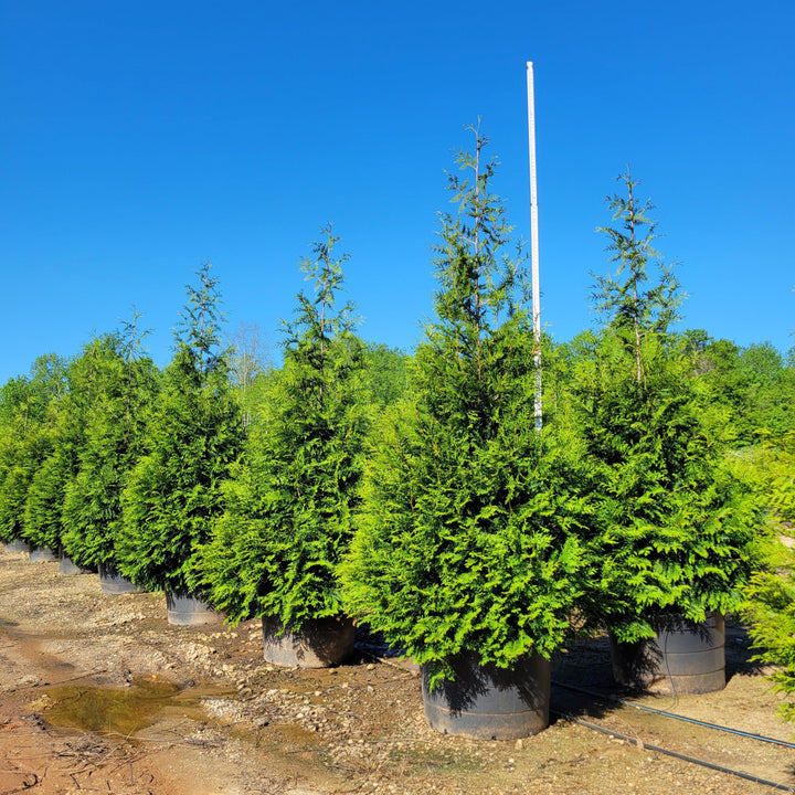 Thuja standishii x plicata 'Gigante Verde' ~ Arborvitae Gigante Verde