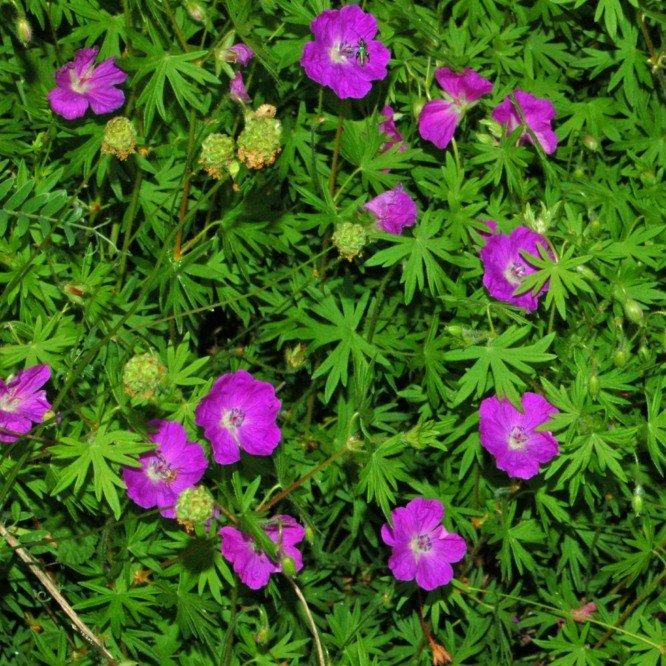 Geranium sanguineum ~ Bloody Cranesbill