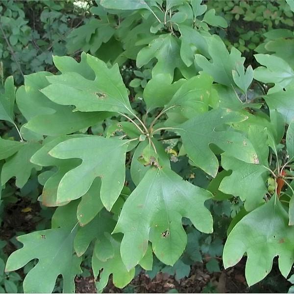 Sassafras albidum ~ Sassafras