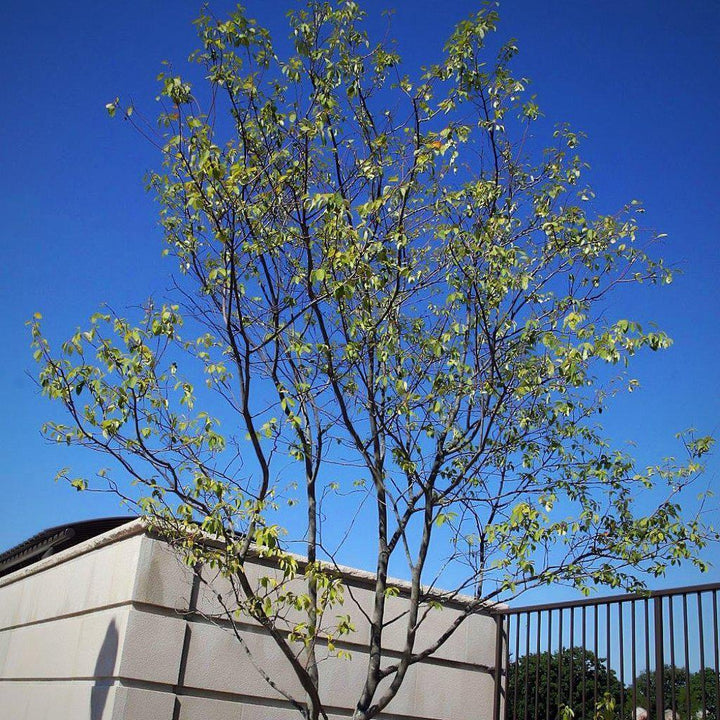 Amelanchier x grandiflora 'Autumn Brilliance' ~ Autumn Brilliance Manzana Serviceberry 