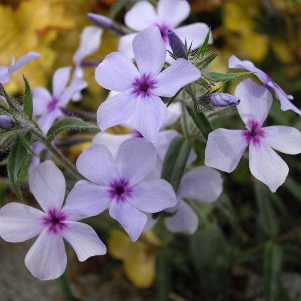 Phlox divaricata subsp. laphamii 'Chattahoochee' ~ Chattahoochee Woodland Phlox