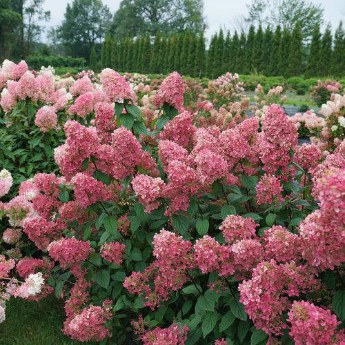 Hortensia paniculata 'SMHPFL' PP25,135 ~ Hortensia resistente Fire Light®