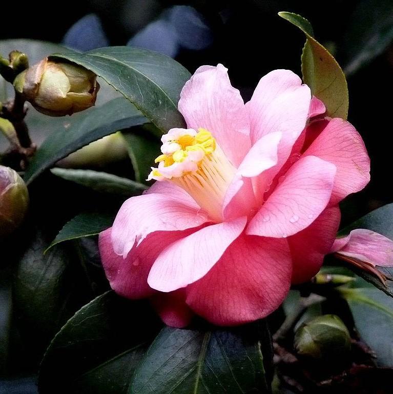 Camellia japonica 'Berenice Boddy' ~ Berenice Boddy Camellia