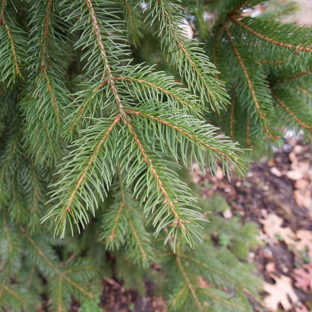 Picea abies 'Cupressina' ~ Columnar Norway Spruce, Fastigate Norway Spruce