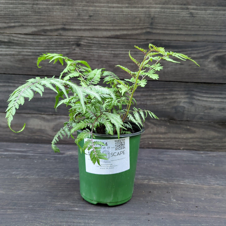 Athyrium niponicum var. pictum ~ Japanese Painted Fern