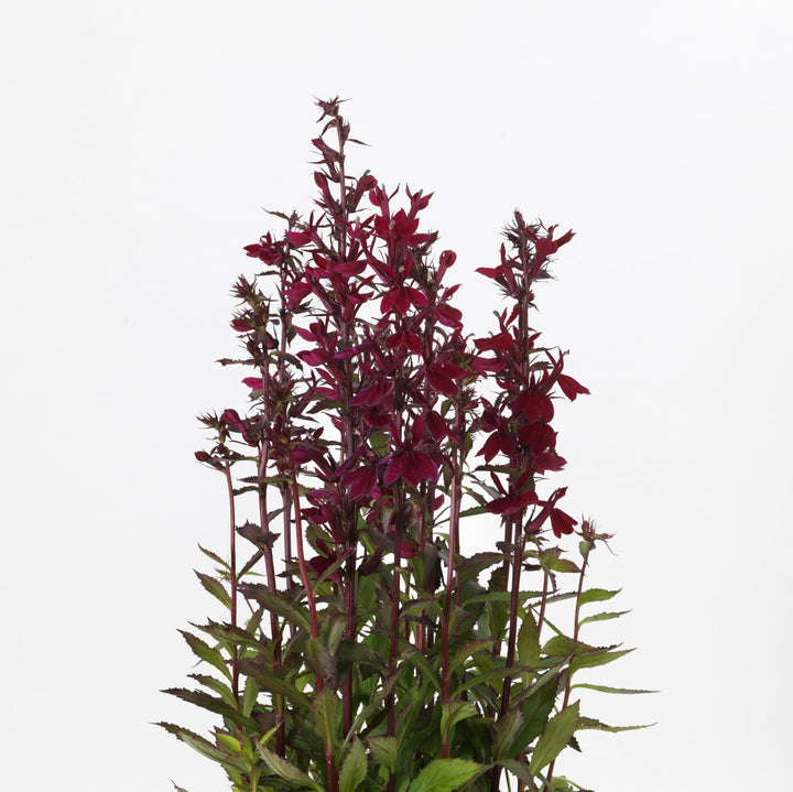 Lobelia x speciosa 'PAS1301790' ~ Starship™ Burgundy Cardinal Flower