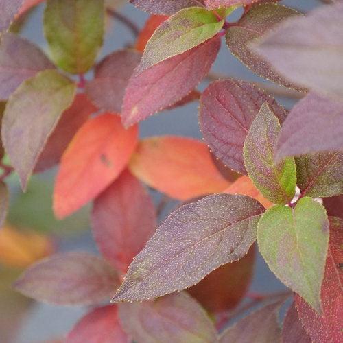 Hydrangea paniculata 'SMNHPK' ~ Proven Winners® Fire Light Tidbit® Hydrangea