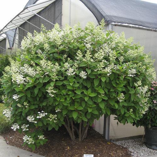 Hortensia paniculata 'Bulk' PP16,812 ~ Hortensia Quick Fire®