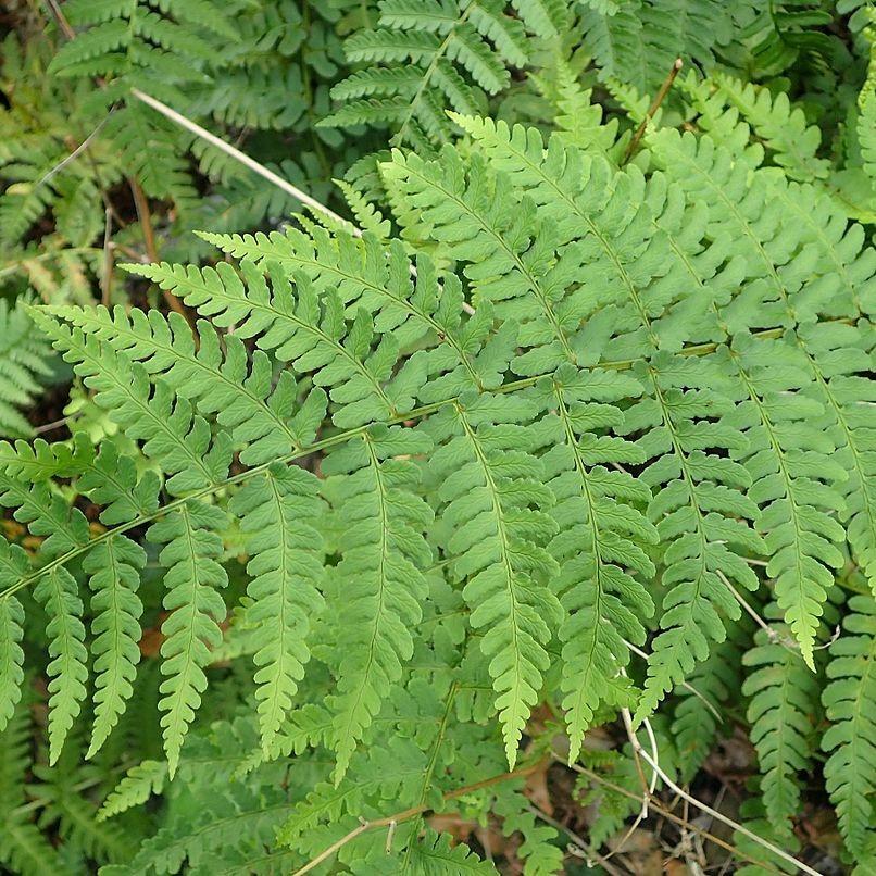 Dryopteris marginalis ~ Eastern Wood Fern, Leatherwood Fern