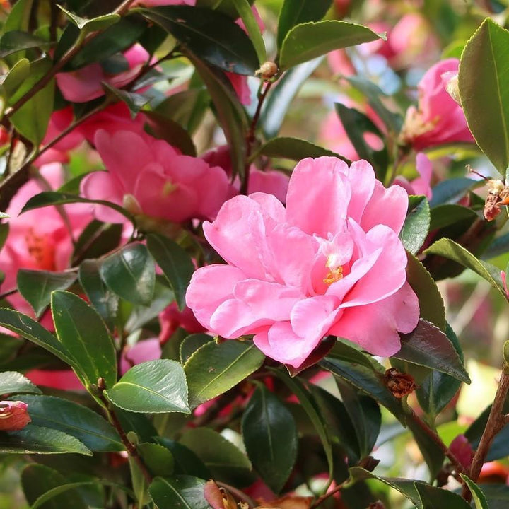 Camellia japonica 'La perfección de Taylor' ~ La perfección de Taylor Camellia