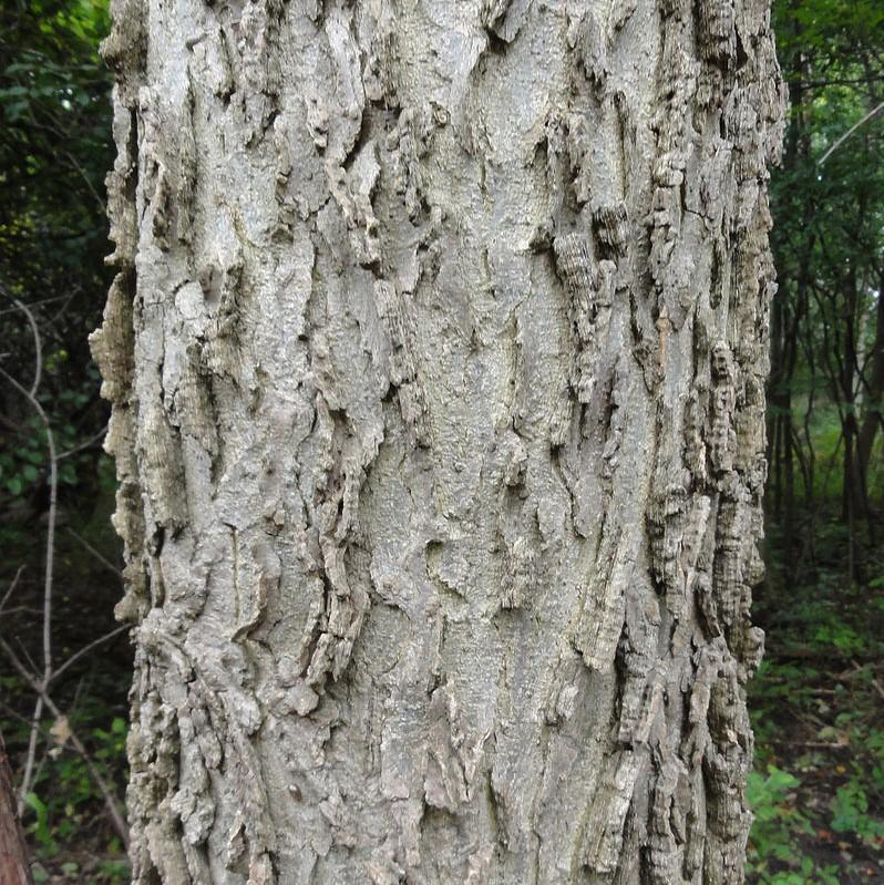 Celtis occidentalis ~ Hackberry