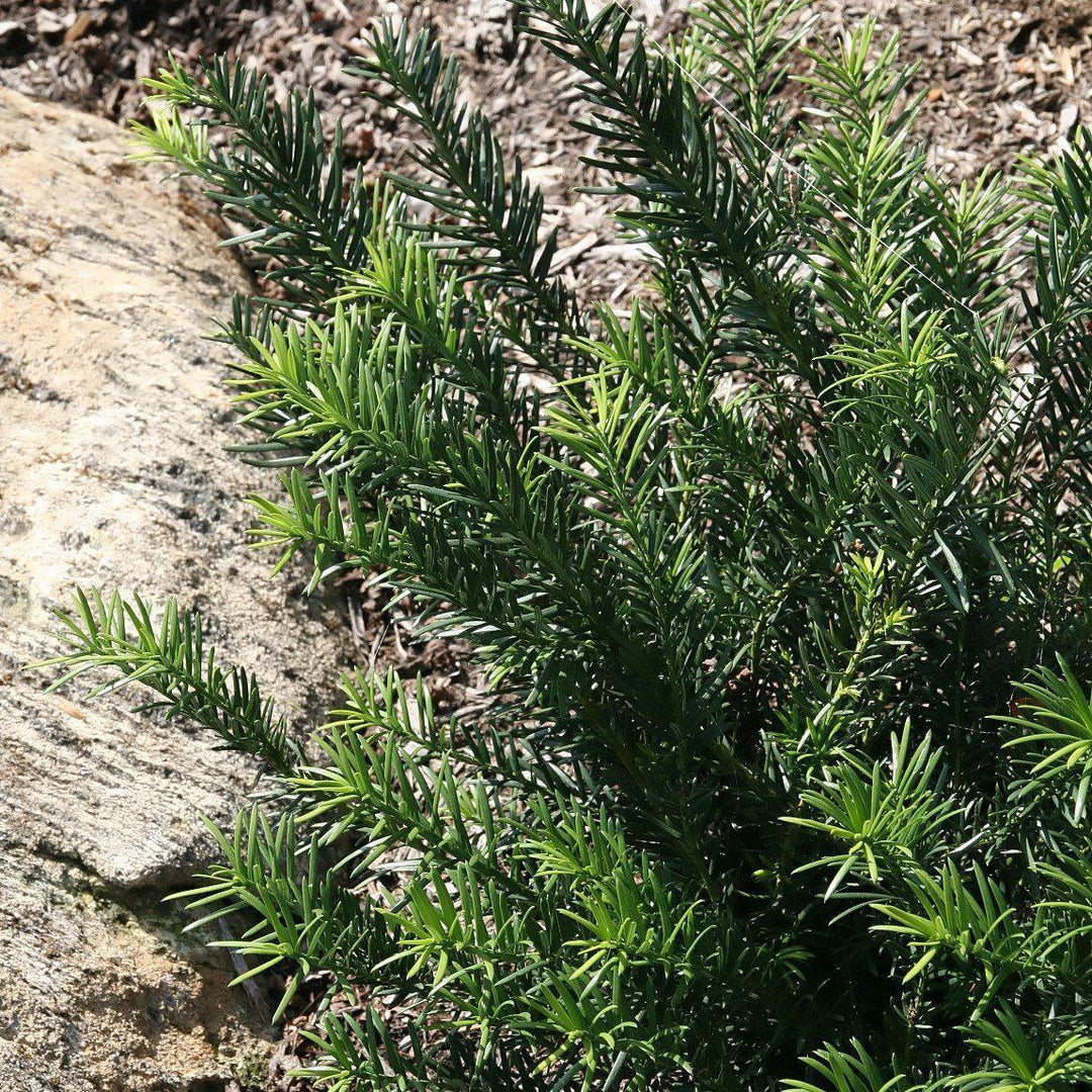 Cephalotaxus harringtonia 'Duke Gardens' ~ Duke Gardens Japanese Plum Yew