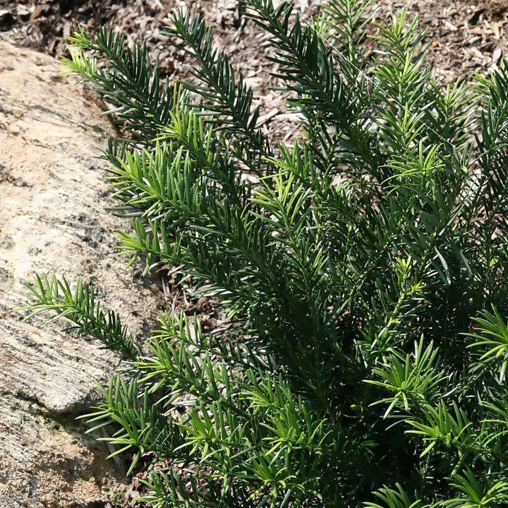 Cephalotaxus harringtonia 'Duke Gardens' ~ Tejo ciruelo japonés de Duke Gardens