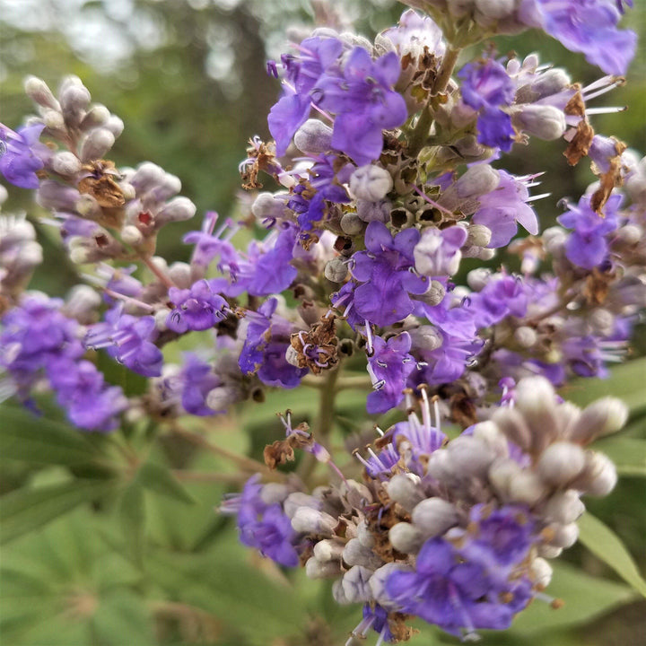 Vitex agnus-castus 'Shoal Creek' ~ Árbol casto de Shoal Creek