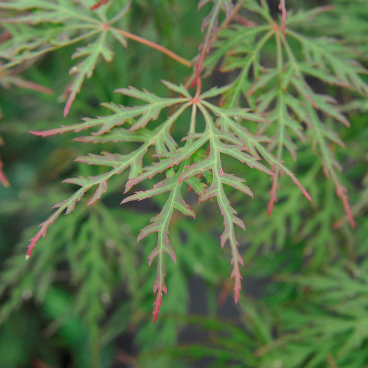 Acer palmatum dissectum 'Orangeola' ~ Orangeola Japanese Maple