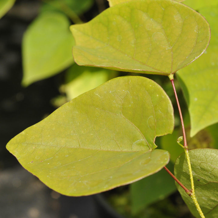 Cercis chinensis 'Don Egolf' ~ Don Egolf Chinese Redbud