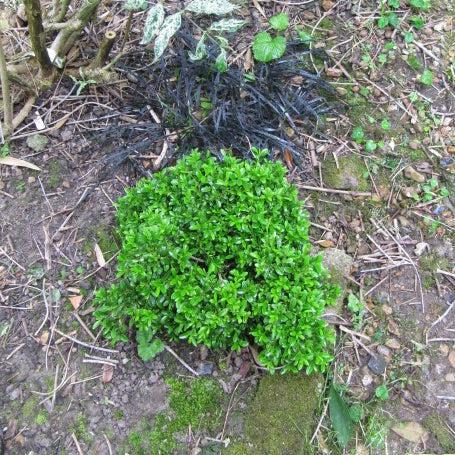 Buxus microphylla 'Grace Hendrick Phillips' ~ Grace Hendrick Phillips Boxwood