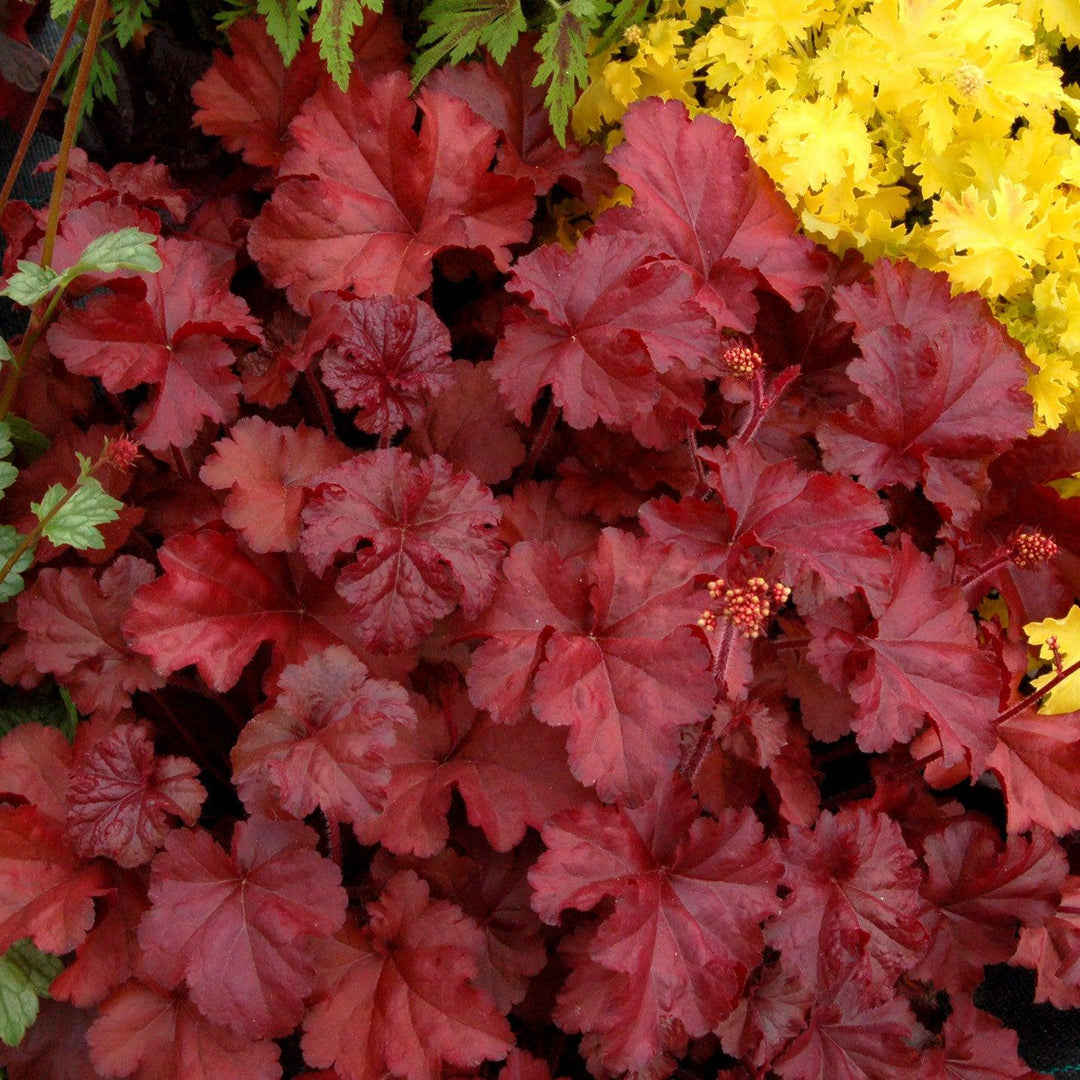 Heuchera x 'Fire Chief' ~ Fire Chief Coral Bells