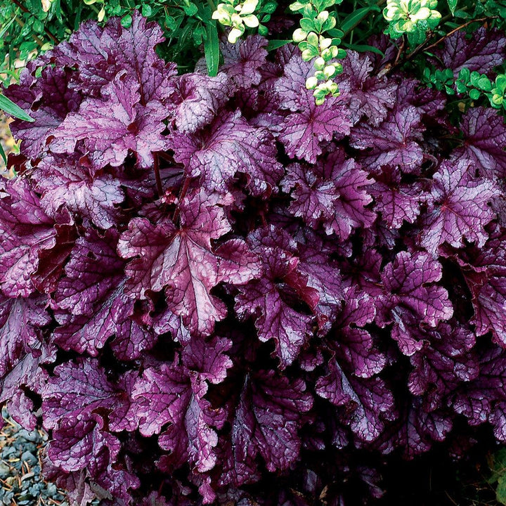 Heuchera x 'TNHEUFP' ~ Forever® Purple Coral Bells