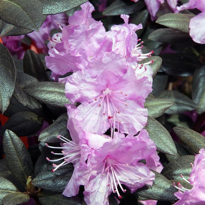 Rhododendron 'P.J.M' ~ P.J.M Rhododendron