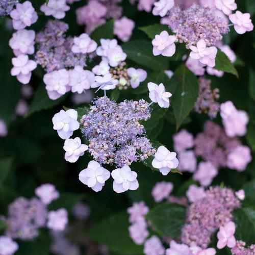 Hydrangea serrata 'MAKD' ~ Tiny Tuff Stuff™ Hydrangea