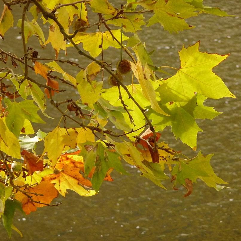 Platanus acerifolia 'Morton Circle' ~ EXCLAMATION!™ London Planetree