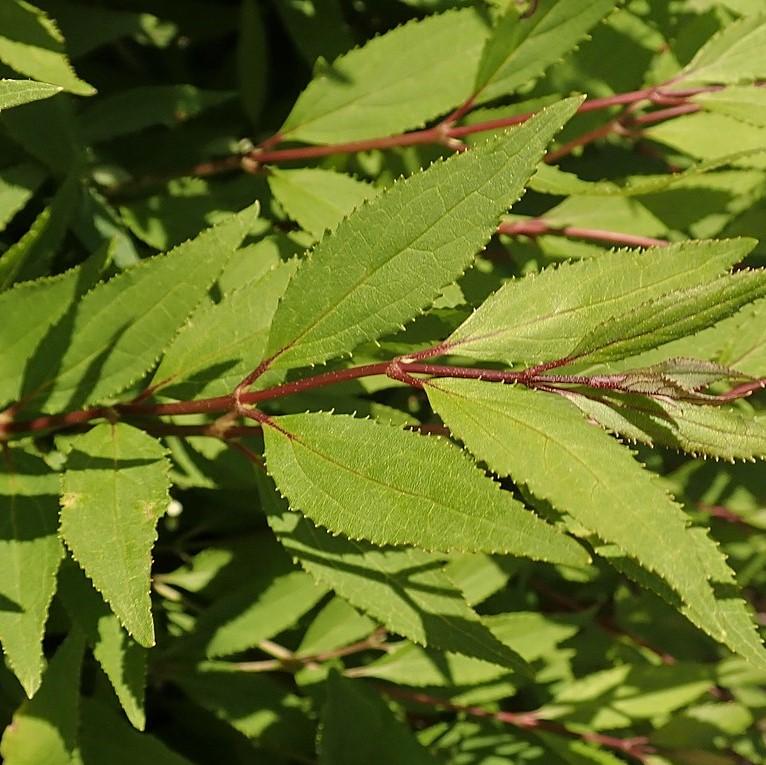 Deutzia gracilis 'Nikko' ~ Enano Nikko Deutzia