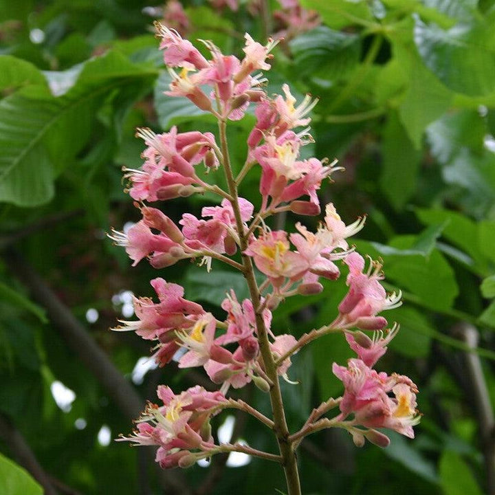 Aesculus x carnea 'Fort McNair' ~ Fort McNair Red Horsechestnut