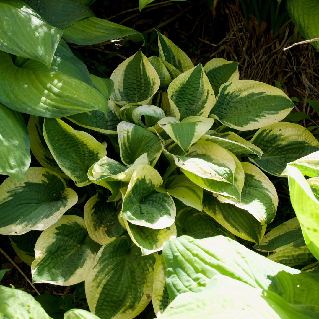 Hosta x 'Wide Brim' ~ Wide Brim Hosta