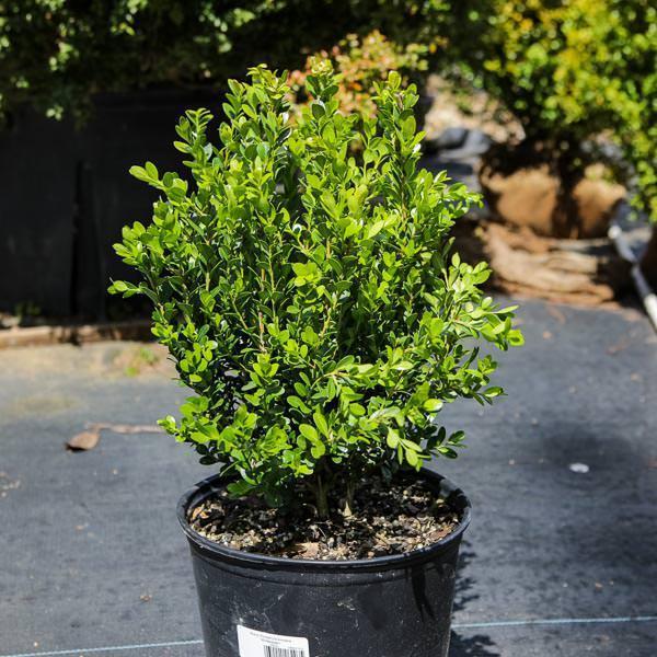 Buxus sinica var. insularis 'Franklin's Gem' ~ Franklin's Gem Korean Boxwood