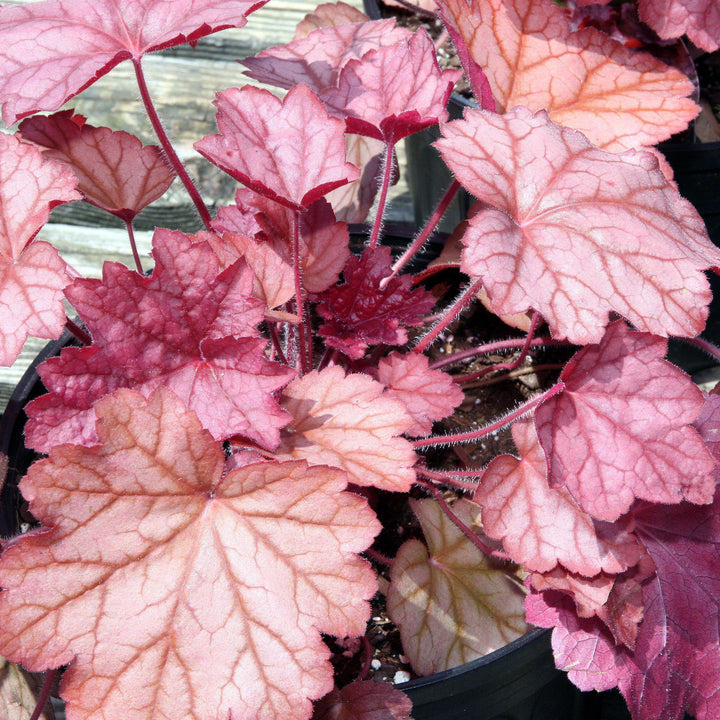 Heuchera villosa 'Georgia Peach' ~ Georgia Peach Coral Bells