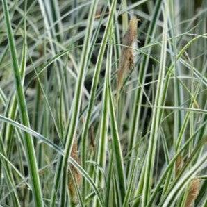 Carex oshimensis 'CarFit01' ~ Evercolor® Everest Variegated Sedge