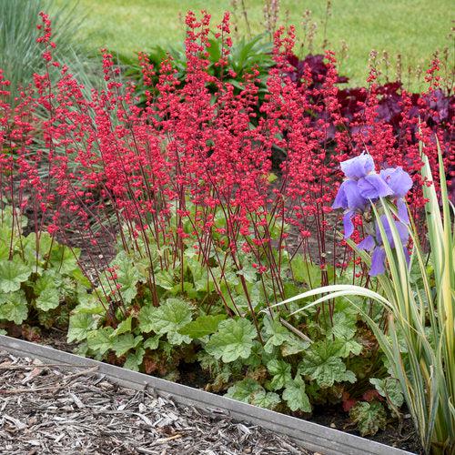 Heuchera 'Dolce Spearmint' PP31281 ~ Dolce® Spearmint Heuchera