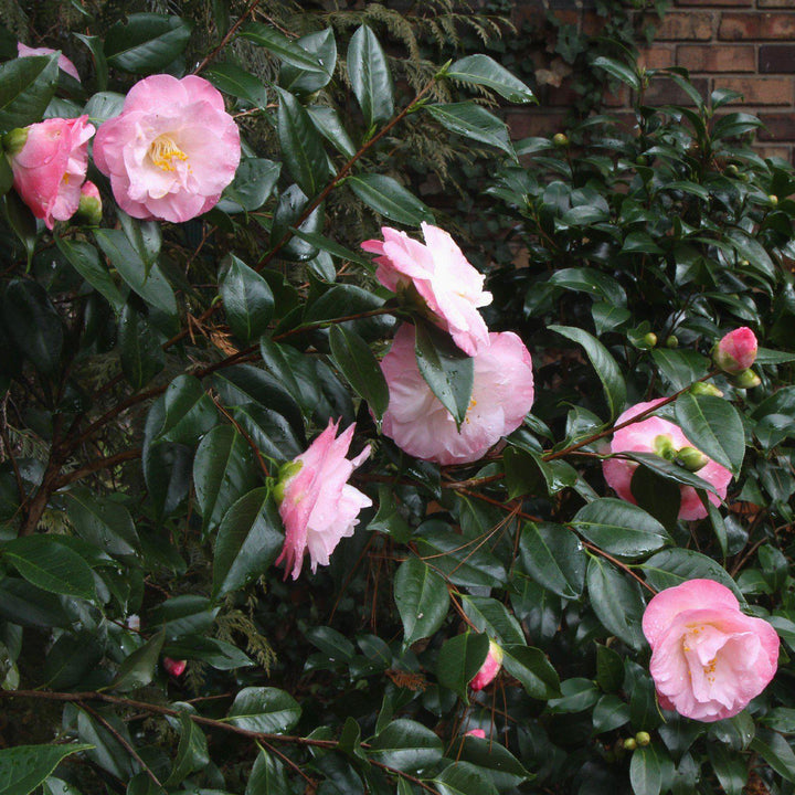 Camellia japonica 'Recordado de abril' ~ Recordado de abril Ice Angels® Camellia