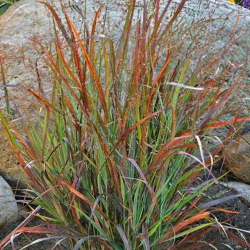 Panicum virgatum 'Cheyenne Sky' PP23209 ~ Prairie Winds® Cheyenne Sky Switch Grass