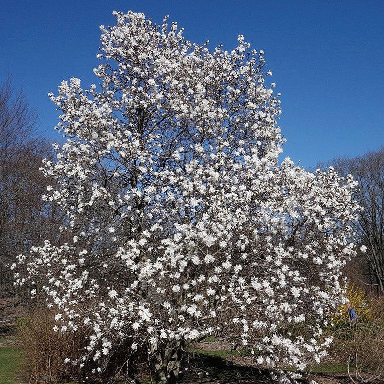 Magnolia stellata 'Centennial' ~ Centennial Star Magnolia