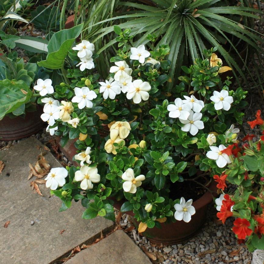 Gardenia jasminoides 'Kleim's Hardy' ~ Gardenia resistente de Kleim