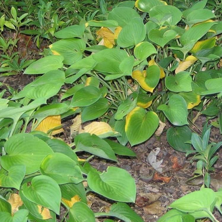 Hosta x 'Blue Cadet' ~ Blue Cadet Hosta