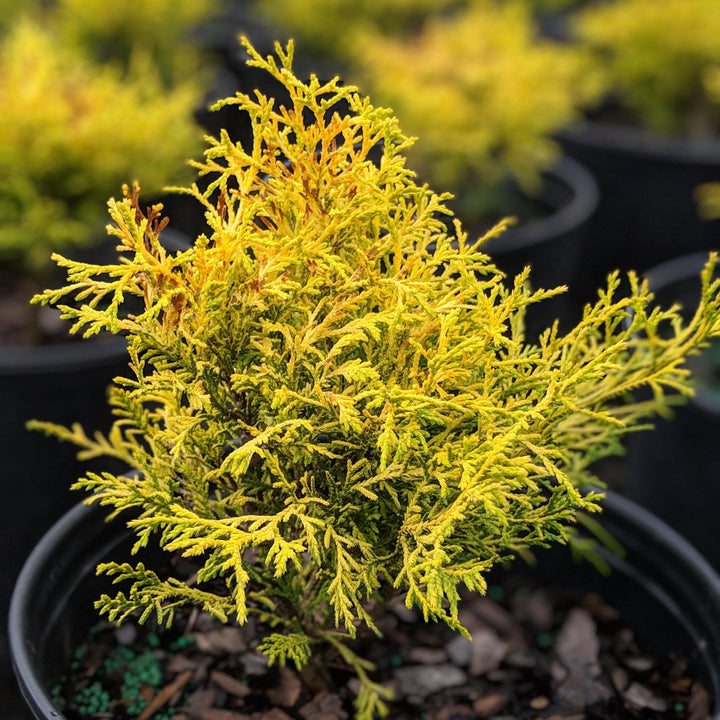 Chamaecyparis pisifera 'Oro del Rey' ~ Falsecypress de Oro del Rey