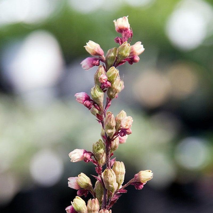 Heuchera x 'Silver Scrolls' ~ Silver Scrolls Coral Bells