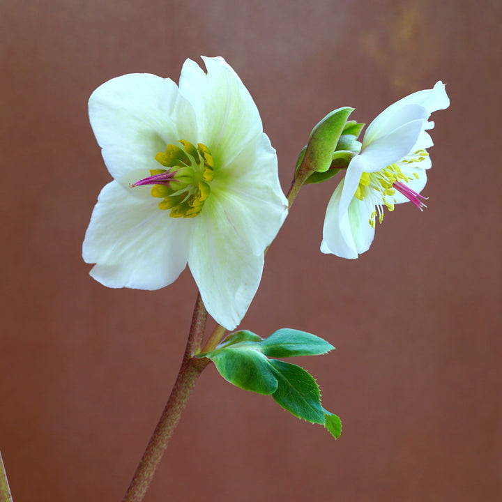 Helleborus x hybridus 'EPBRD01' ~ FrostKiss™ Molly's White Lenten Rose