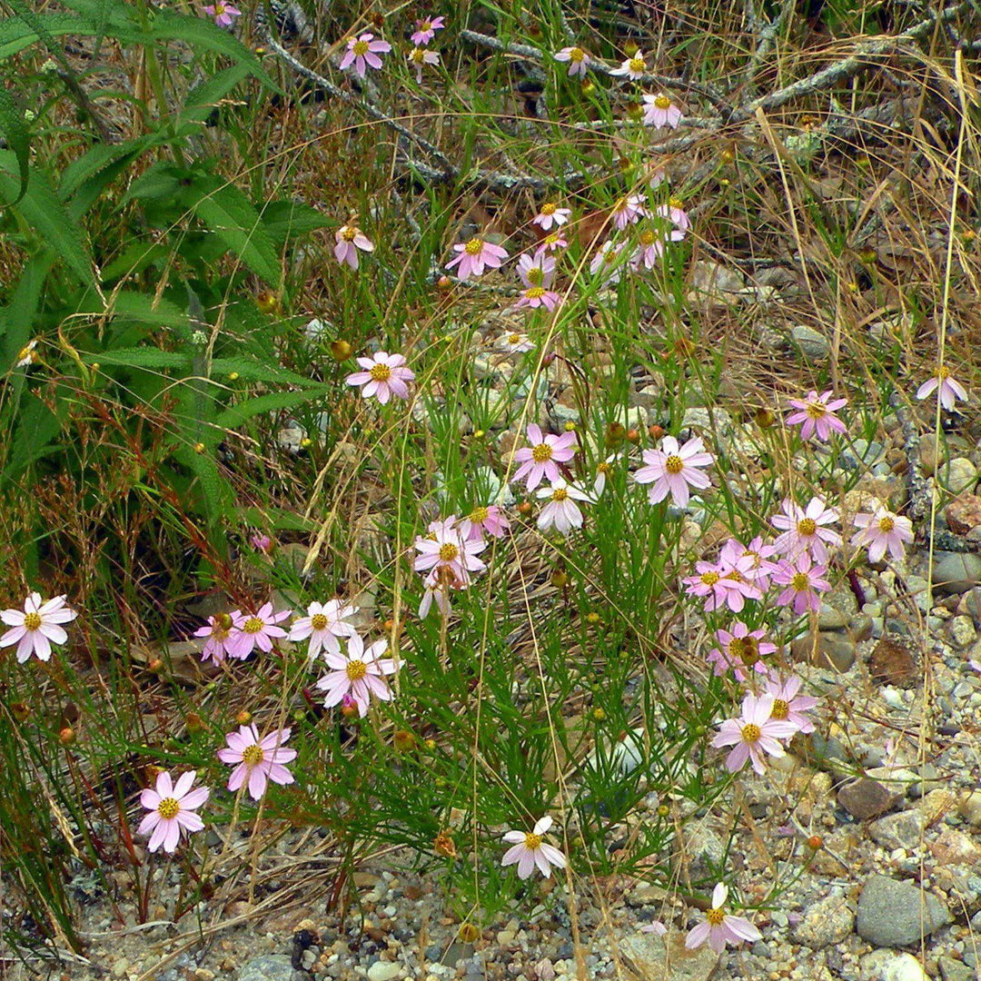 Coreopsis rosea 'American Dream' ~ American Dream Tickseed, Coreopsis