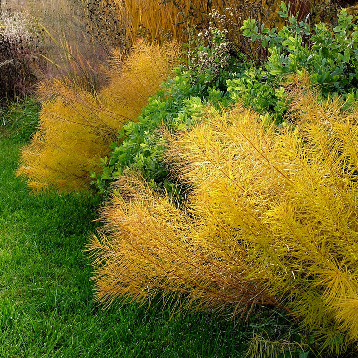 Amsonia x 'Butterscotch' ~ Butterscotch Blue Star