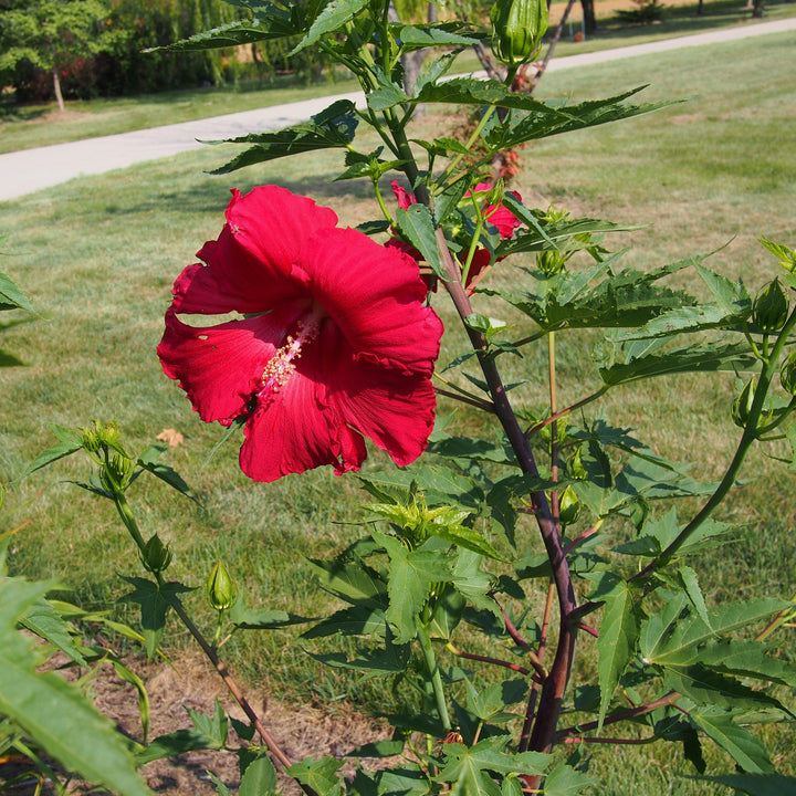 Hibiscus 'Lord Baltimore' ~ Lord Baltimore Hibiscus