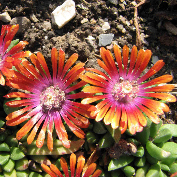 Delosperma hybrida 'P0001S' ~ Fire Spinner® Ice Plant