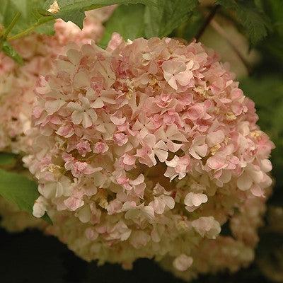 Viburnum opulus 'Roseum' ~ Eastern Snowball