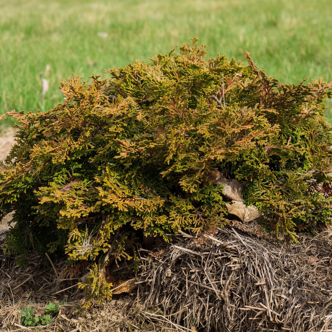 Chamaecyparis obtusa 'Templehof' ~ Templehof False Cypress