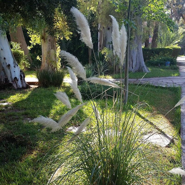 Cortaderia selloana 'Andes Silver' ~ Andes Silver Pampas Grass