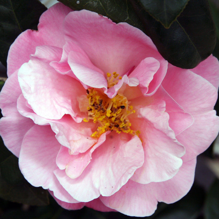 Camellia japonica 'Carámbano rosa' ~ Camelia carámbano rosa